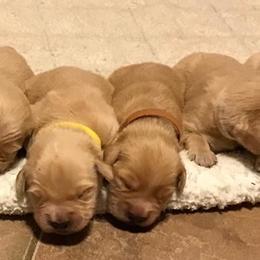Golden Retriever and Pembroke Welsh Corgi Puppies from Shire Springs Kennels