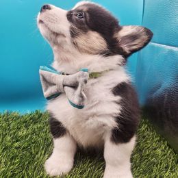 Martin Light green collar - Black and tan male Pembroke Welsh Corgi puppy in Pekin, Indiana from Beth's Pawsitivley Corgis