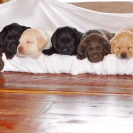 Labrador Retriever Puppies from Loudon's Labradors