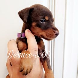 Bernice - Red and rust female Doberman Pinscher puppy in Aurora, Indiana from Double-Take Doberman Kennels