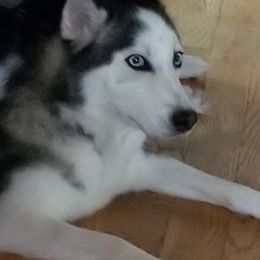 Sky - Pomsky