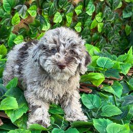Chocolate Merle - Chocolate brindle male Havapoo puppy in Bowling Green, Kentucky from Denise Clark