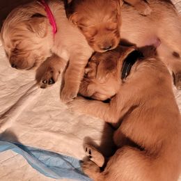 Golden Retriever Puppies from JK Goldens