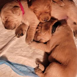 Golden Retriever Puppies from JK Goldens