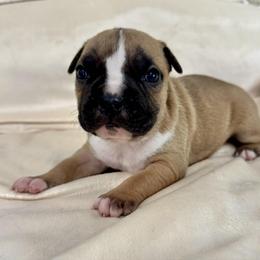 Red Female - Red female American Pit Bull Terrier puppy in Nine Mile Falls, Washington from Bartin Kennels