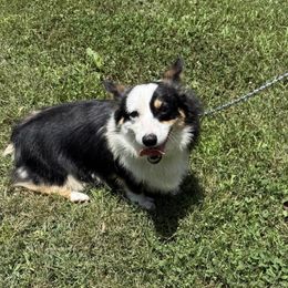 Tavia - Pembroke Welsh Corgi