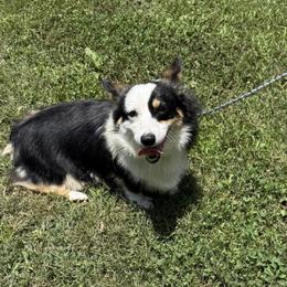 Tavia - Pembroke Welsh Corgi