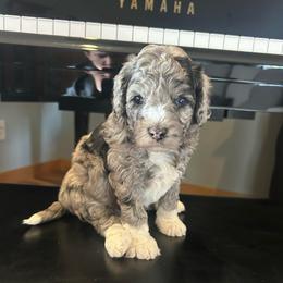 Boots - female Golden Mountain Doodle puppy in Powell, Wyoming from Doodles of Joy
