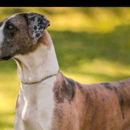 Clio - Great Dane