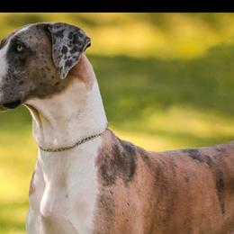 Clio - Great Dane
