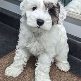 Girl 2 - Black and white Schnoodle puppy in Holmesville, Ohio from Pawsome Puppies
