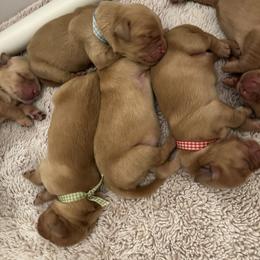 Green Boy - Dark golden male Golden Retriever puppy in Shingle Springs, California from Sun Ridge Goldens