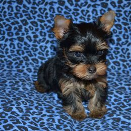Yorkshire Terrier Puppies from Mirage Yorkies