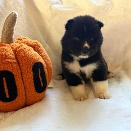 Victory - Black and white female Siberian Husky puppy in London, Ohio from Rose Trail Siberian’s
