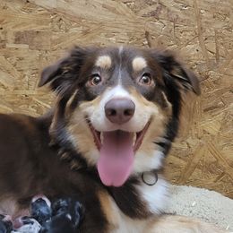 Poppy - Australian Shepherd