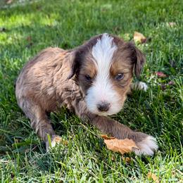 Patch - Brown and white male Bernedoodle puppy in Springville, Utah from Oodles of Bernedoodles