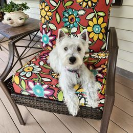 Flannery - West Highland White Terrier