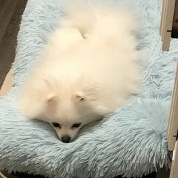 Charleigh  - Pomeranian