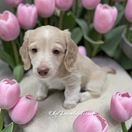 Snow - Cream female Dachshund puppy in Oklahoma City, Oklahoma from OkieDoxieland Dachshunds