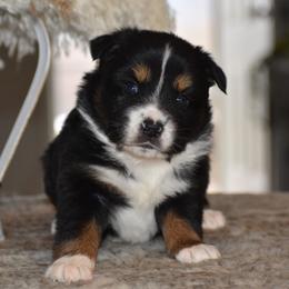 Jett - Black tri male Miniature Australian Shepherd puppy in Lowgap, North Carolina from Baileys Mini Aussies