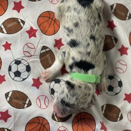 Cypress - Blue merle male Aussiedoodle puppy in North Carolina from Carolina Doodles