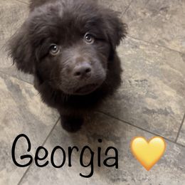 Newfoundland Puppies from Beatty Newfies