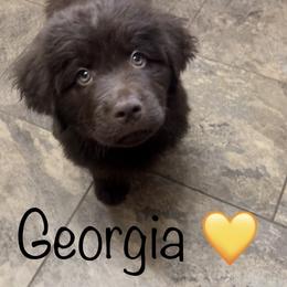 Newfoundland Puppies from Beatty Newfies