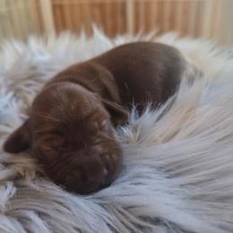 Lady - Chocolate female Dachshund puppy in Grant, Michigan from Low Down Dashchuand