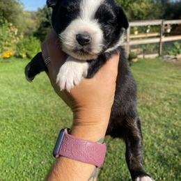 Neapolitan - Black tri male Miniature Australian Shepherd puppy in Sonora, California from Quarle Ranch Mini Aussies