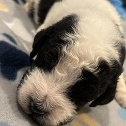 Goldendoodle and Poodle Puppies from Southern Stroll Poodles & Doodles