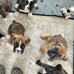 Boxers from Magen's Boxers