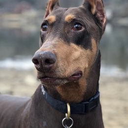 Doberman Pinschers from Szoradobes