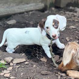Queso - Dachshund