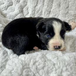 Black bi male - Black & white male Miniature Australian Shepherd puppy in Lemon Cove, California from Magic Ranch Mini Aussies