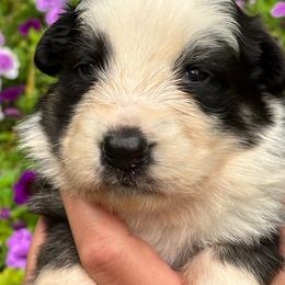 Panda 1 - Panda female German Shepherd puppy in Lordstown, Ohio from Jewels German Shepherd