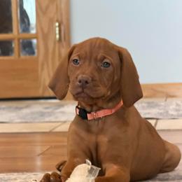 Star - Golden rust female Vizsla puppy in Dundee, Iowa from CBJ Vizslas