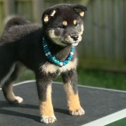Leia - Black and tan female Shiba Inu puppy in Cincinnati, Ohio from Timberwood Paws