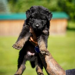 Ella - Bi-color female German Shepherd puppy in Knowlton Township, New Jersey from Augenblick Kennels