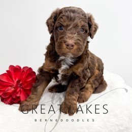 Harvest - Tri-color male Bernedoodle puppy in Baroda, Michigan from Great Lakes Bernedoodles