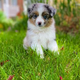 Miniature American Shepherd, Miniature Australian Shepherd, and Toy Australian Shepherd Puppies from Iron Spirit Toy Aussies