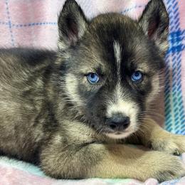 AKC Peter - Agouti and white male Siberian Husky puppy in Centreville, Maryland from Huskies By the Bay