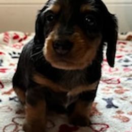 Dachshunds from Baileys Dachshunds