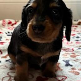 Dachshunds from Baileys Dachshunds