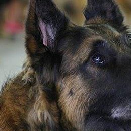Belgian Tervuren from Karrie's Belgian Tervuren