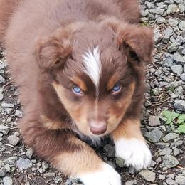Don - Red tri-color male Australian Shepherd puppy in Cottage Grove, Oregon from Farmstead Aussies