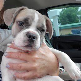 French Bulldog Puppies from C&J Frenchie &Frenchtons