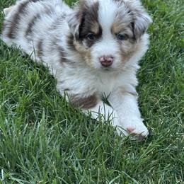 Australian Shepherd Puppies from Sadie Blue's Willamette Valley Aussies