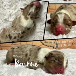 5 Bourne - Red merle male Australian Shepherd puppy in Huntington, Texas from JKKJ Farms, LLC