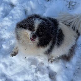 Jitterbug - Pomeranian