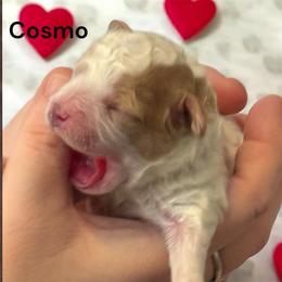 Cosmo - Sable and white male Cavachon puppy in Springfield, Massachusetts from Caraid Cavachons